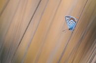 Schmetterling im Gras von Daan de Vos Miniaturansicht