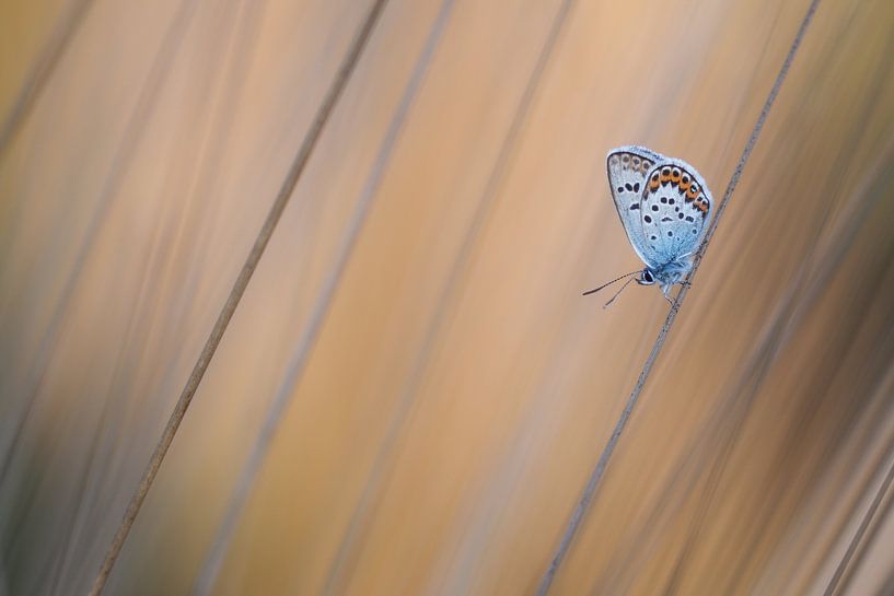 Vlinder in gras van Daan de Vos
