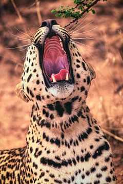 Namibia leopard yawning by Jean Claude Castor