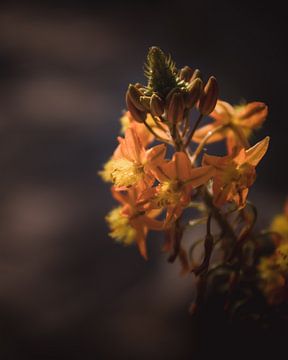 Exotic orange flower dark & moody van Sandra Hazes