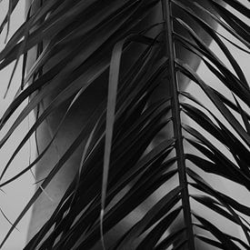 Zwart-wit palm met vrouwelijk lichaam van sonja koning