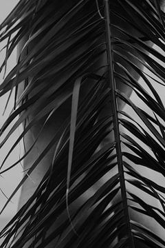 Zwart-wit palm met vrouwelijk lichaam van sonja koning