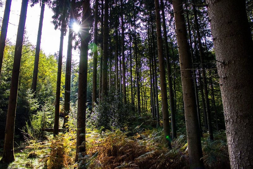 Wald von Stefanie Wouters-Kersten