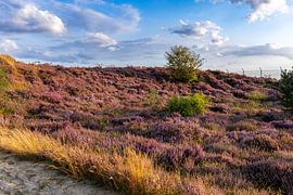 Flowering Hei in Huijbergen - Nature Photography Woensdrecht by Jolanda Hugens Kommers