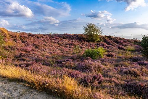Bloeiende Hei in Huijbergen - Natuurfotografie Woensdrecht