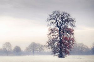 Arbre d'hiver dans le brouillard sur Rob Visser