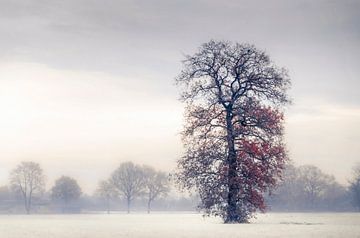 Winter boom in de mist van Rob Visser