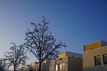 Yellow houses on the Lookout