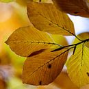 Autumn leaf by Ton de Koning thumbnail