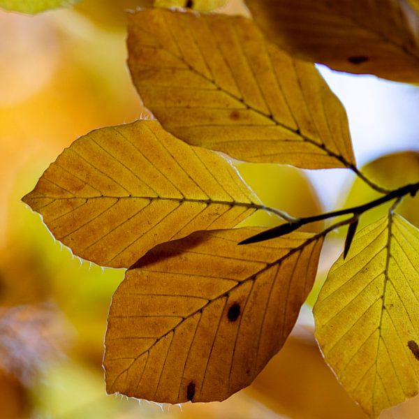 Autumn leaf by Ton de Koning