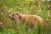 Marmot in de bergen van Olympic National Park van Jeroen van Deel thumbnail