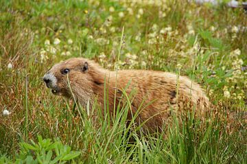 Marmot in de bergen van Olympic National Park