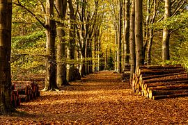 Sentiers forestiers en Overijssel et Drente sur Brian Morgan