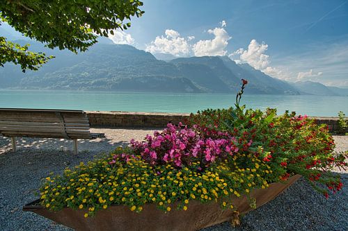 Zomer aan het meer van Brienz