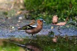 Vink sur Merijn Loch