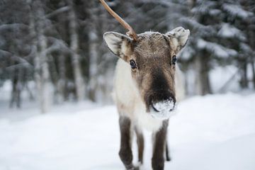 Rendier in de sneeuw van Charlotte Eckebus