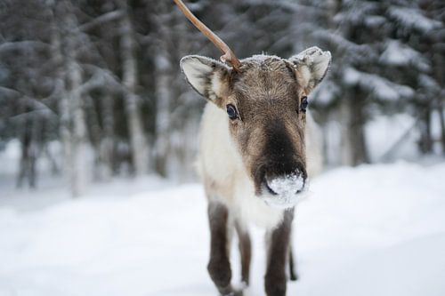 Renne dans la neige