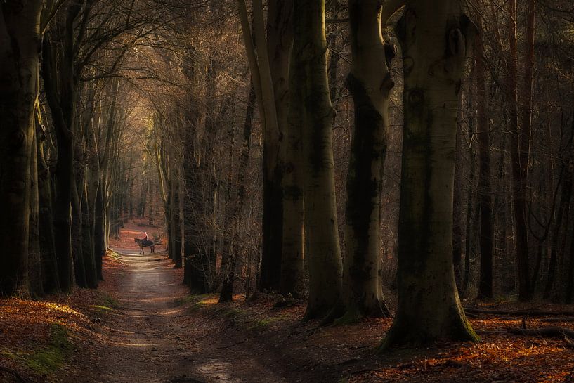 Horseback riding in Amerongse woods by Moetwil en van Dijk - Fotografie