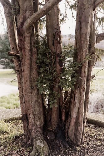 Baum in Amsterdam, Nordholland, Niederlande, Aaya Mohamed, Aaya Photographs
