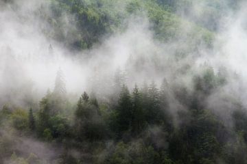 Mistige bomen in Zwitserland