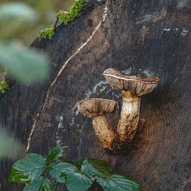 Mushrooms shoot out of stem by Eline Huizenga