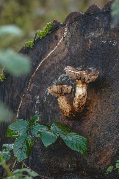 Mushrooms shoot out of stem by Eline Huizenga