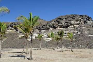 Dadelpalmen op het strand van Mughsayl (Oman) van Alphapics