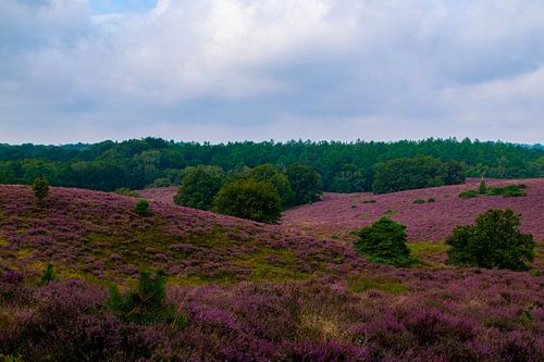 Heath in bloom on the Posbank