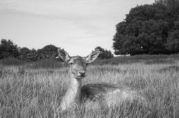 Damhert In Het Hoge Gras van Melvin Fotografie