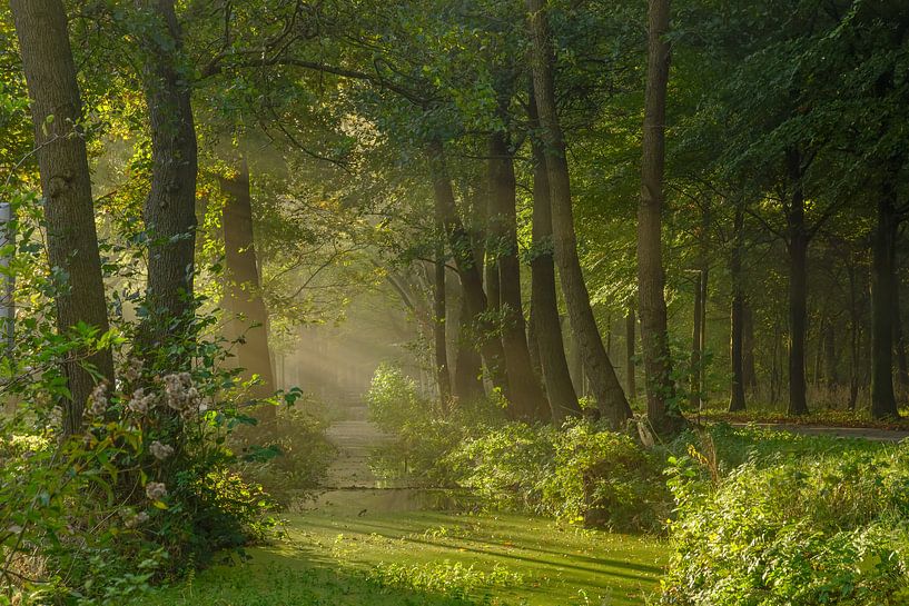 Magic forest by Dirk van Egmond