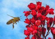 Macro van een vliegende bij op een rode Heuchera bloem van ManfredFotos thumbnail