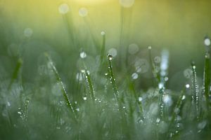 Brillance matinale (gouttes de rosée dans l'herbe)