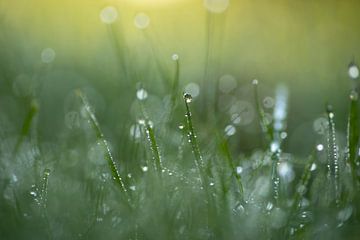 Morgenglanz (Tautropfen im Gras) von Birgitte Bergman