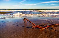 Wortelwerk op het strand