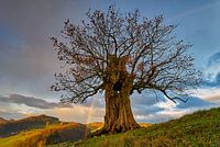 Alte Eiche mit Regenbogen