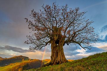 Oude eik met regenboog van CSB-PHOTOGRAPHY