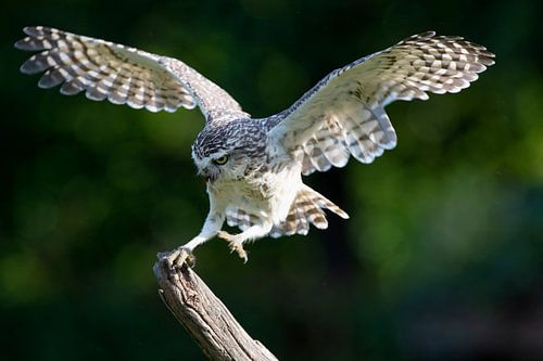 Landing of a Burrowing Owl