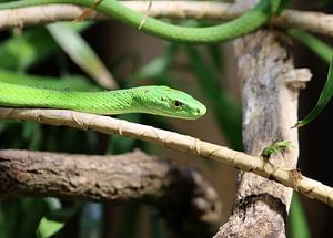 Gewöhnliche Mamba