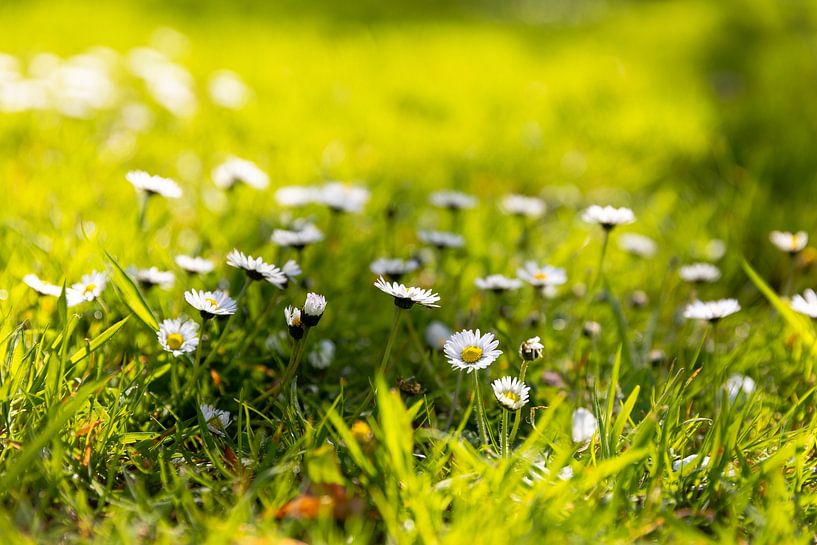 Gänseblümchen süß süß von Anouk Peeters