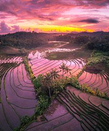 Rizières en terrasses au lever du soleil à Bali sur Ewold Kooistra