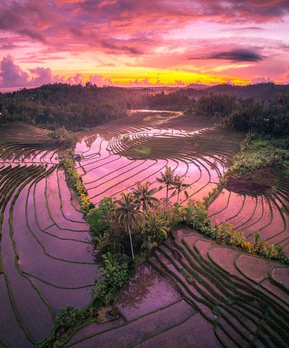 Rijstterrassen bij zonsopkomst op Bali
