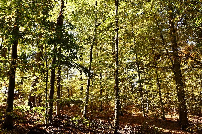 une forêt de hêtres inondée de soleil au printemps par Werner Lehmann