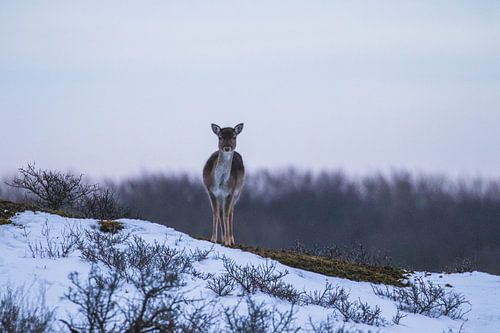 Young fallow deer in the snow