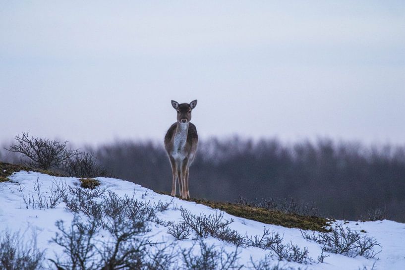 Young fallow deer in the snow by Anne Zwagers