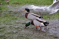 Feeding time