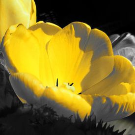 Gele bloem van Dave van den Heuvel
