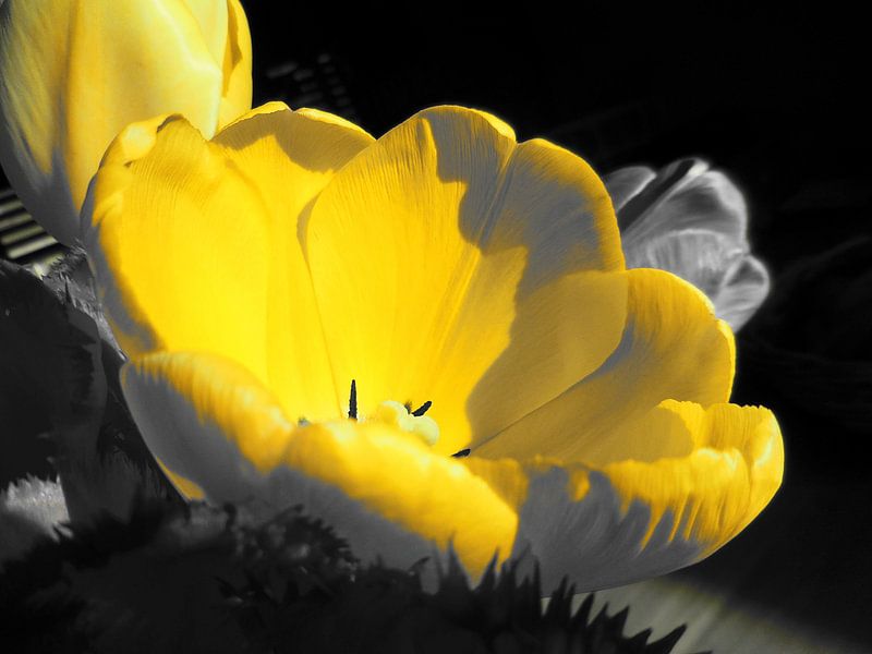 Gele bloem van Dave van den Heuvel