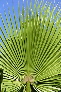 Palmblad tegen een blauwe lucht
