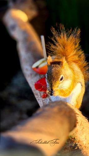 Autumn light - squirrel ️ with apple in the warm evening light