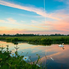 Schwan in der niederländischen Landschaft von Menno van der Haven